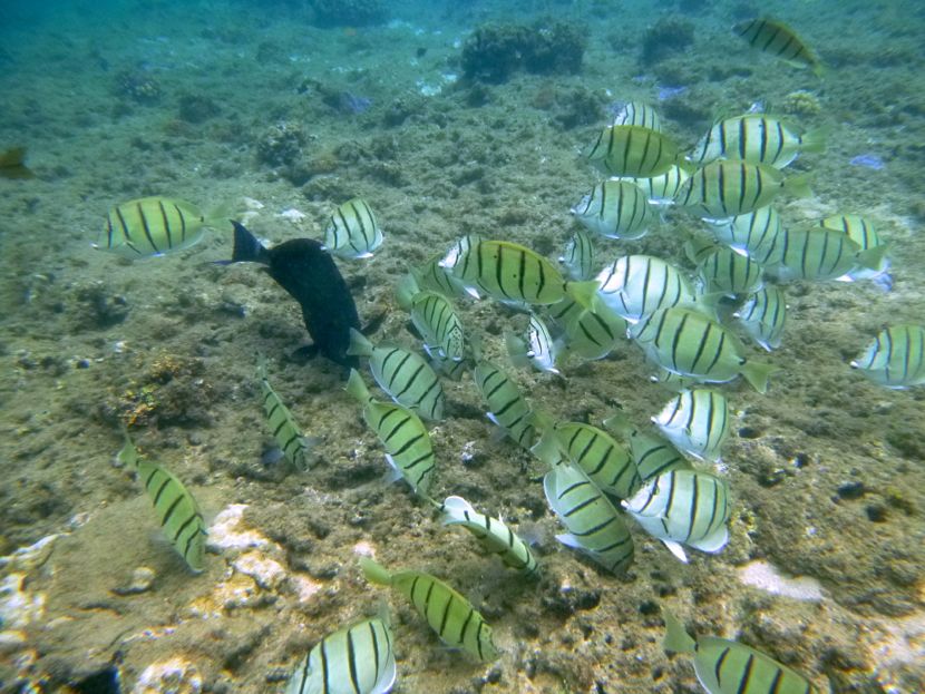 fish! (We watched them for many minutes. not sure what the black sheep was doing there but the others didn't seem to mind)