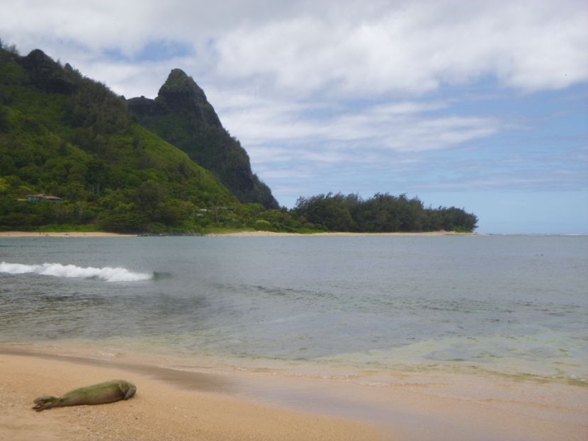 hawaiian monk seal relaxes