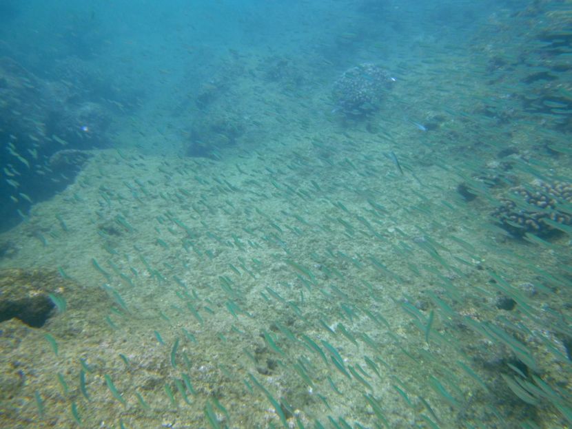 a huge school of fish (they didn't seem to mind us very much)