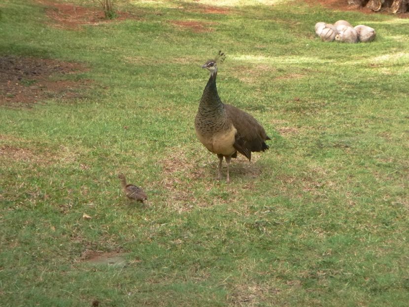 pea-hen and baby peacock