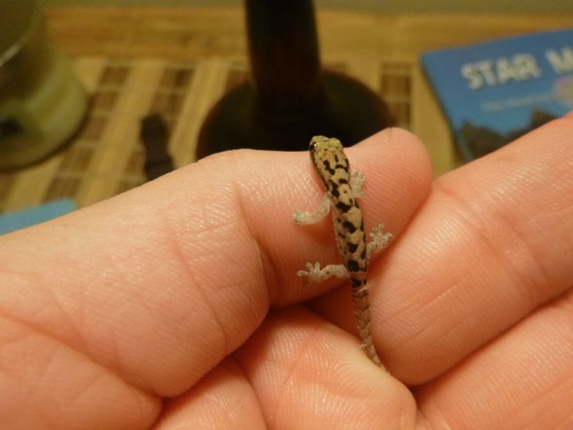 tiny gecko! (it was very friendly)