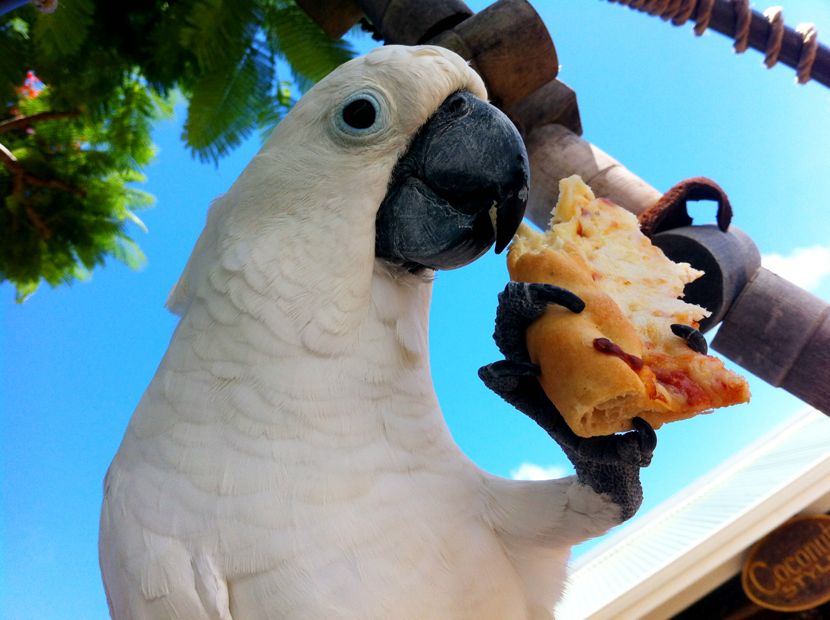 pizza parrot