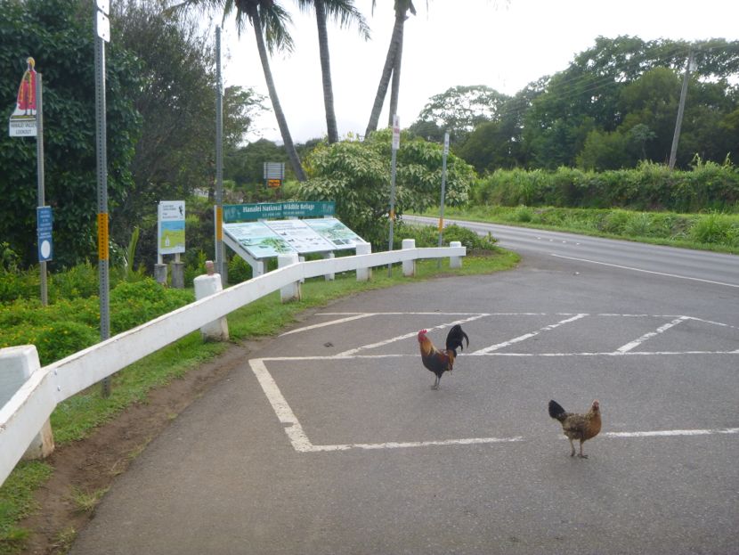 Hanalei overlook chickens