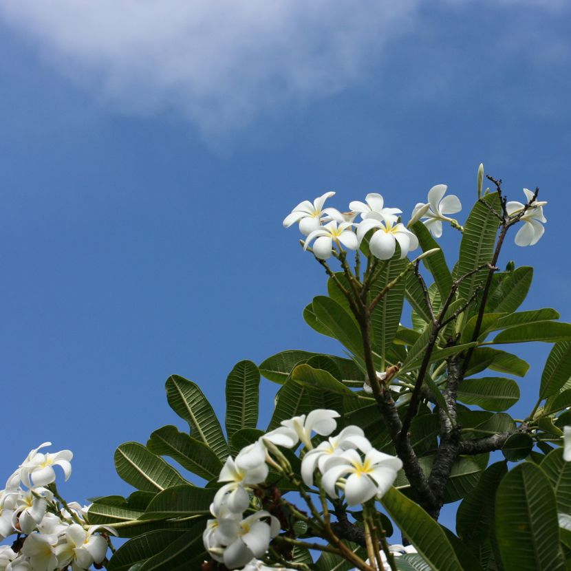 plumeria, Na Aina Kai botanical gardens