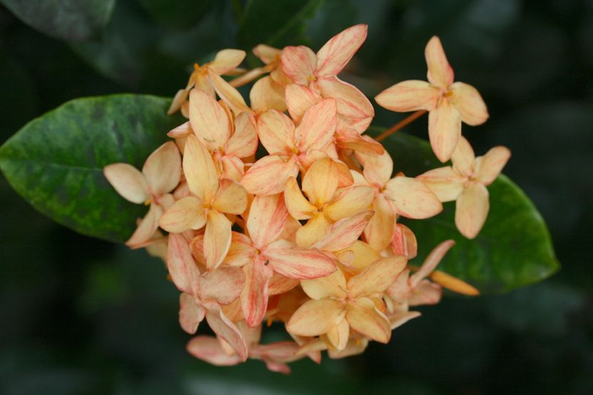  pretty flowers in the botanical garden (I forget which)