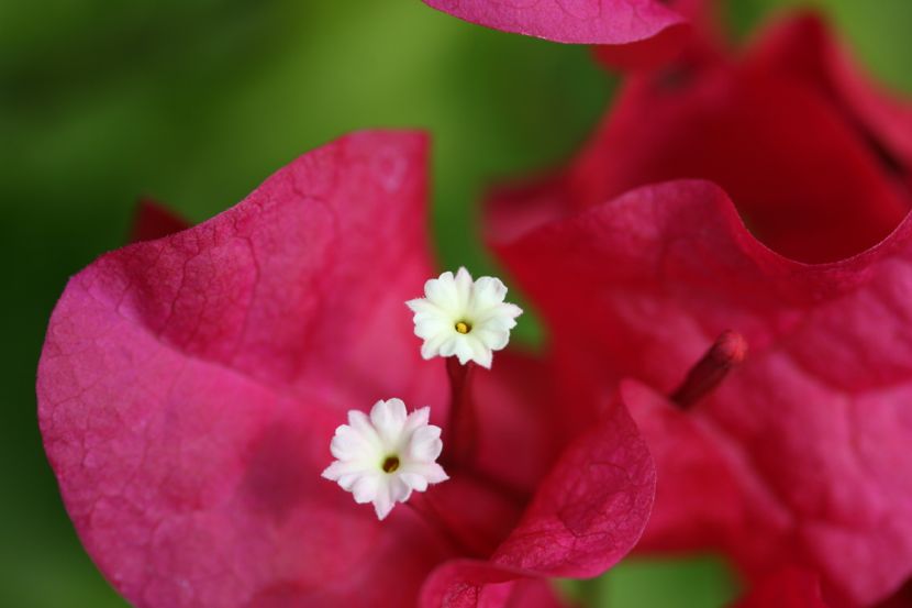 bougainvilia flowers