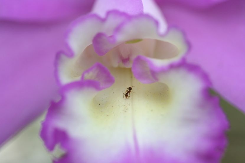 ant orchid