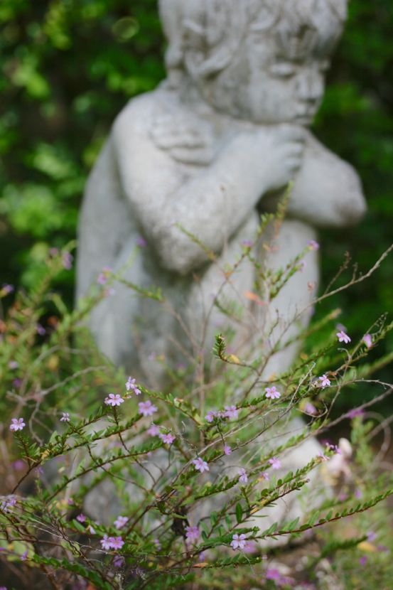 mexican (false) heather