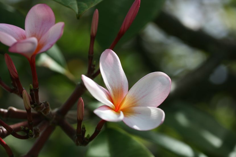 plumeria