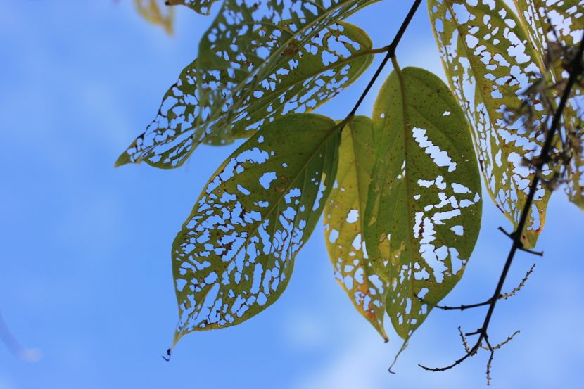 leaves