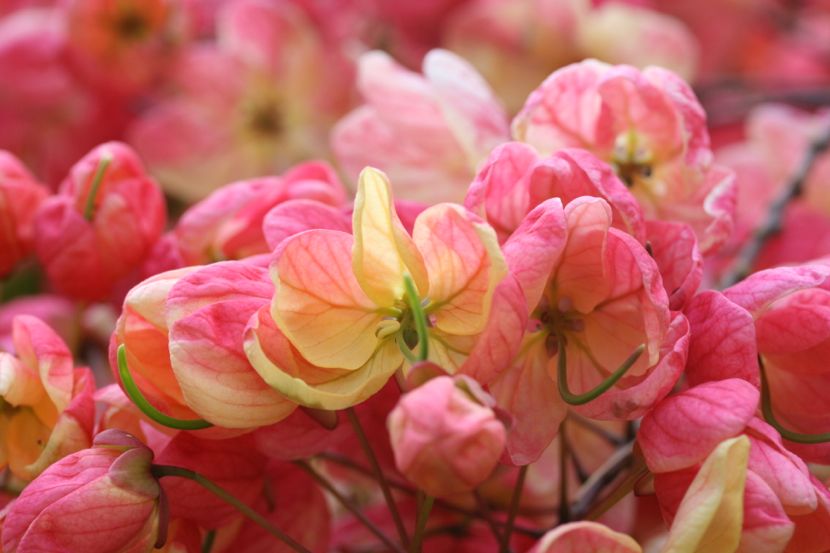 rainbow shower tree (let's count the puns I'm not making about this tree or its relative the 