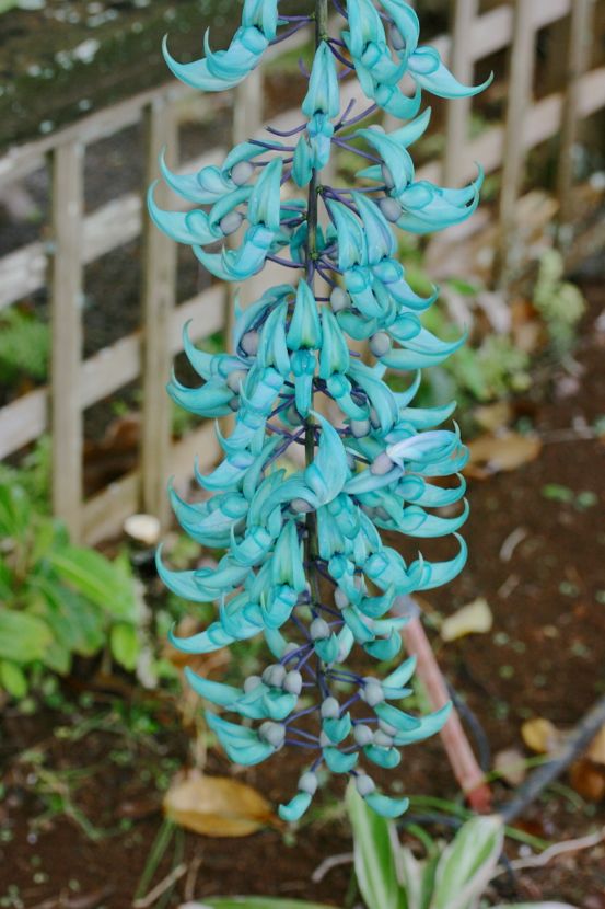 blue jade flower (It was even more neon in person)