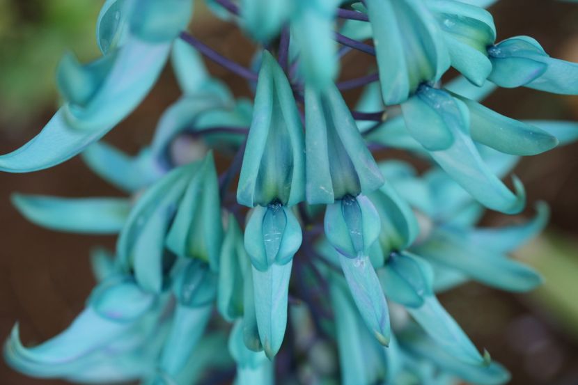 blue jade flower (as you dew)