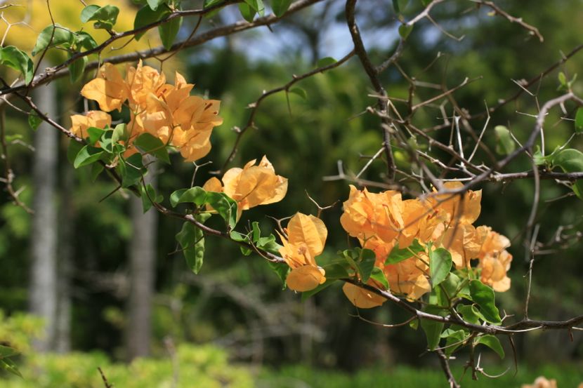 orange bouganvilia