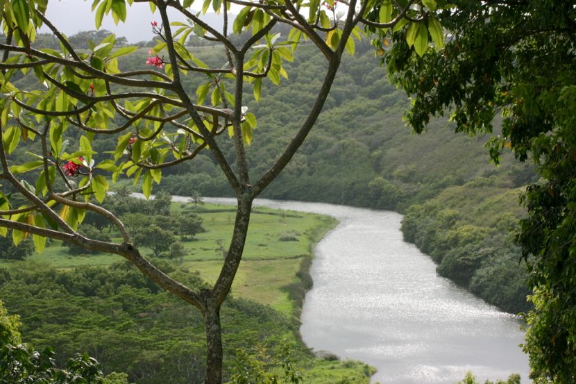 Kilauea river & plumeria tree (the view from our cottage)