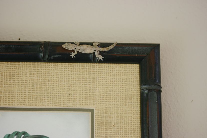 cottage gecko (one of two: the other was WAY tinier)