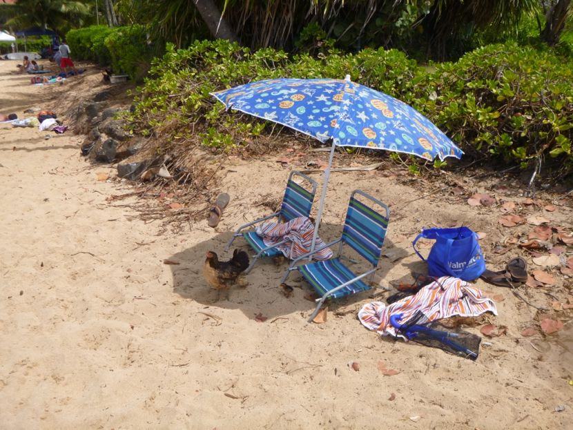 chickens relaxing