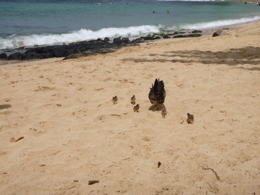 beach chicks